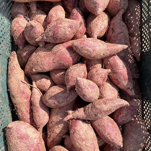 [오커캄스] 영암 호풍미 고구마 호박 고구마 2kg 3kg 5kg 10kg