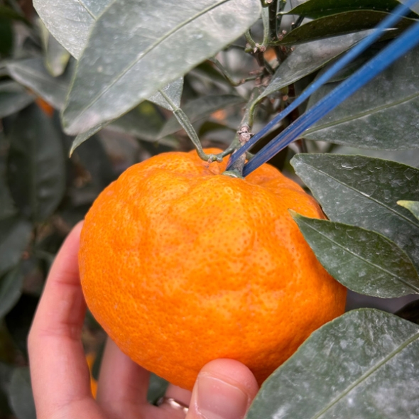 [농장직송] 당도선별_고당도 수라향 [1.5kg-4.5kg]