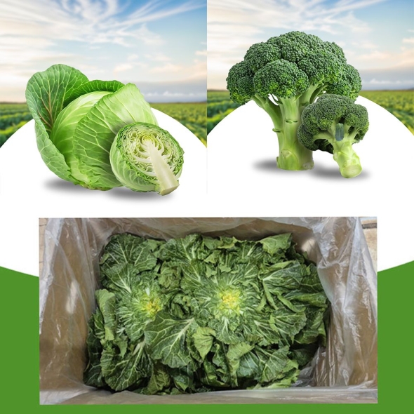  [야채  한바구니] 국내산 유기농 브로콜리 2개, 유기농 양배추 1통 , 봄동 2kg