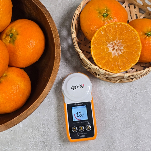 황금빛 속 붉은 매력  제주  레드향