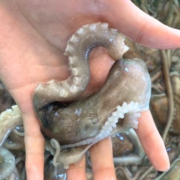 [고흥_산지직송] 생생 산낙지 1마리(소/60g~80g)x3마리