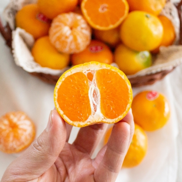 [오커브팜] 제주 비가림 감귤 일반포장