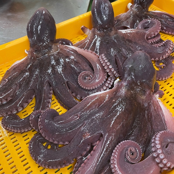 국내산 급냉 자숙 참문어 1.5kg / 900g