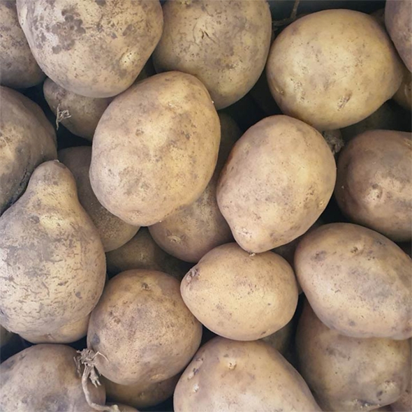 [만원의 행복] 감자 포슬포슬 국산 감자 수미감자 햇감자