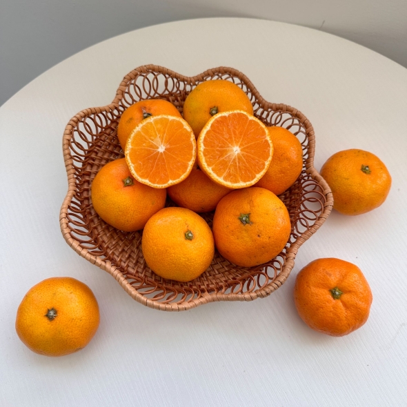 [★100개 한정][제주직송] 프리미엄 노지감귤