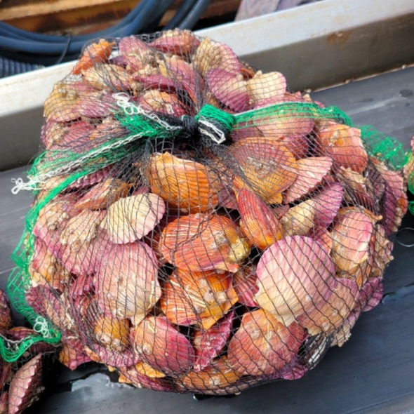 [산지직송] 국내산 당일조업 홍가리비 1kg(30-35미 내외)