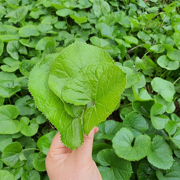 제철  햇  곰취나물(푸)