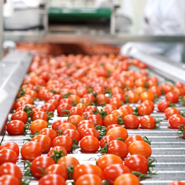 [1+1 스테비아] 대추 방울토마토 500g+500g