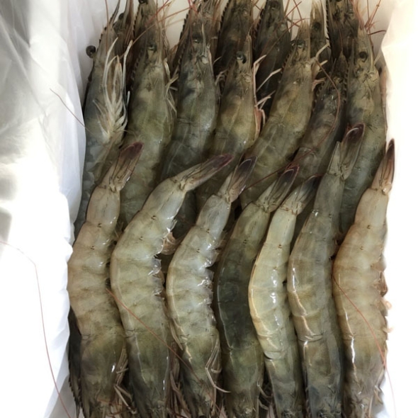 [산지직송] 전남 강진_생물 흰다리 새우 [1kg/35미 내외]