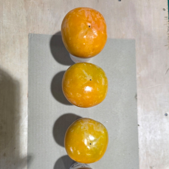 가을 햇 단감(산) 1kg/2kg/3kg 사이즈별