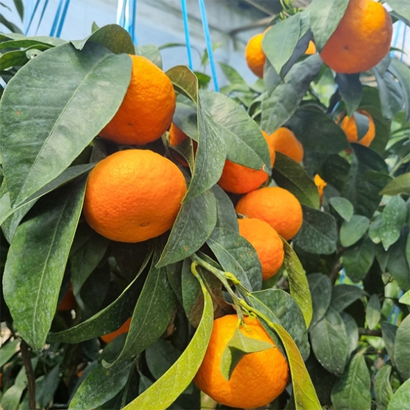 서귀포에서 재배한 고당도 카라향(푸)