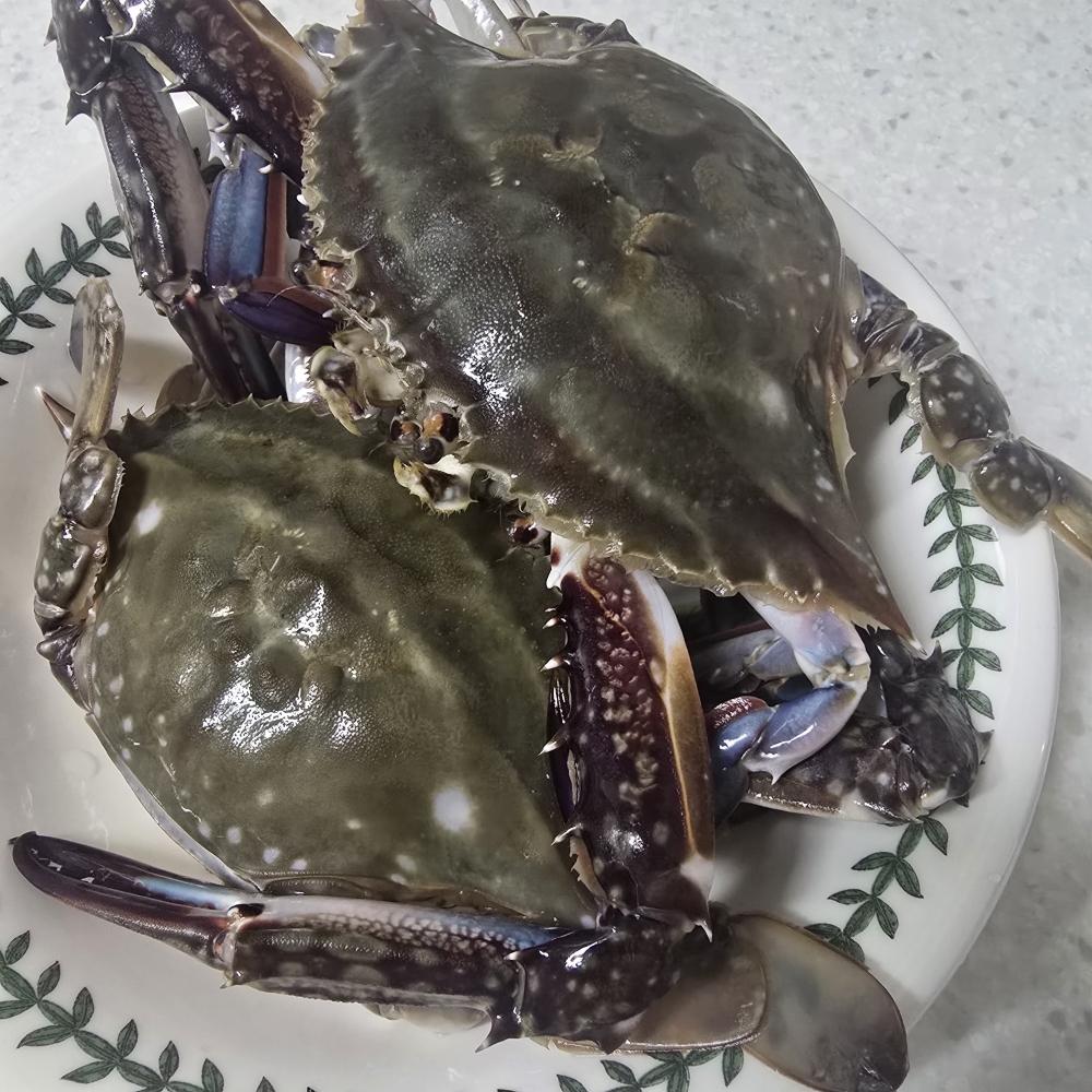 [水] 국내산 서해안 제철 생물 활꽃게 암수랜덤 2kg
