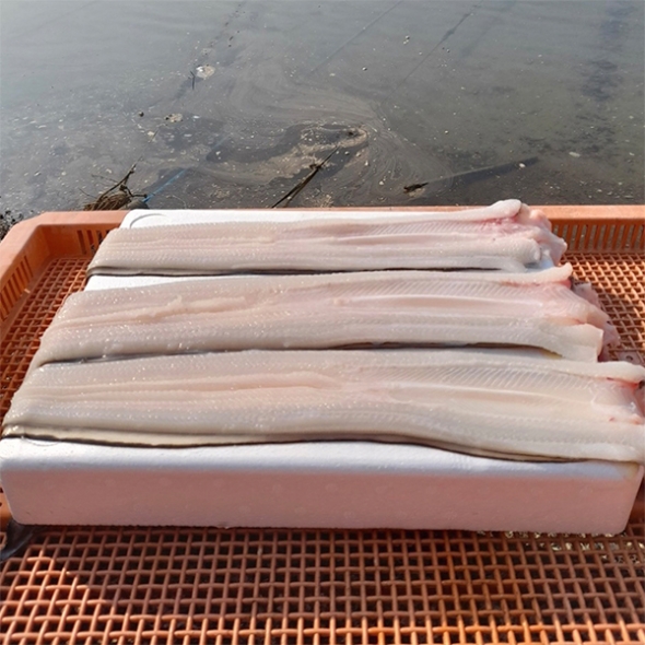청정해역 통영의 자연산 손질 바다장어(푸)