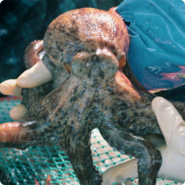 [신한카드 할인]산지직송 통영 자연산 돌문어 700g  1kg 제수용