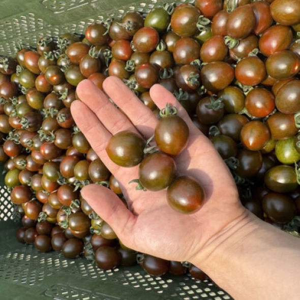 [산지직송] 흑대추 방울토마토 [500g-2kg]