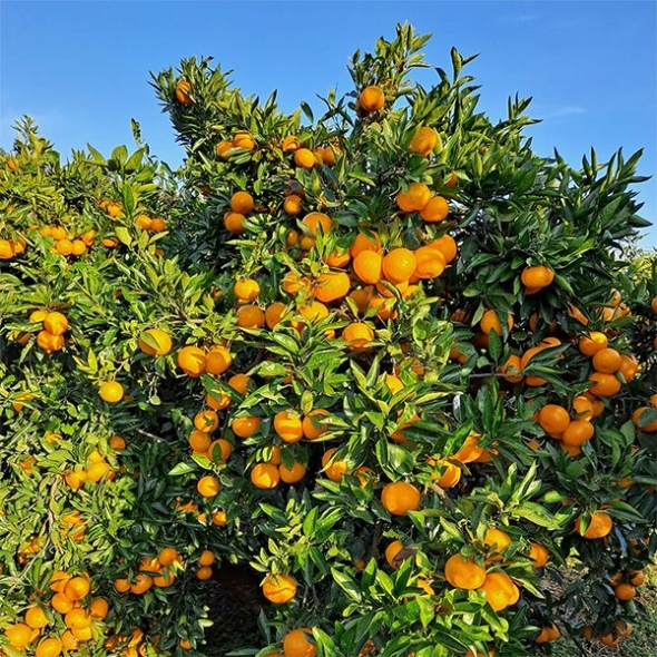 프리미엄  만다린귤(푸)