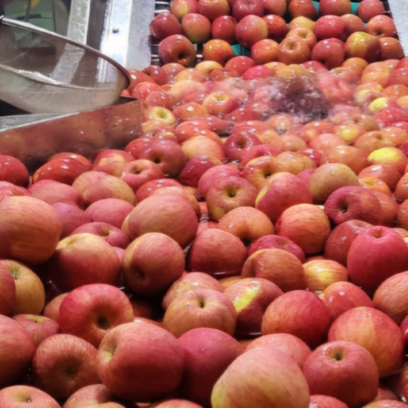 달콤하고 맛있는  세척사과