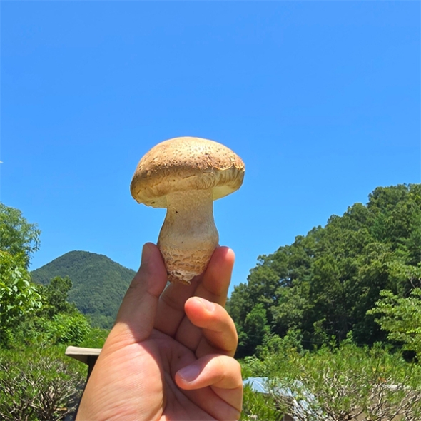 [선물세트] 송이의 향, 표고의 맛을담은  송화버섯