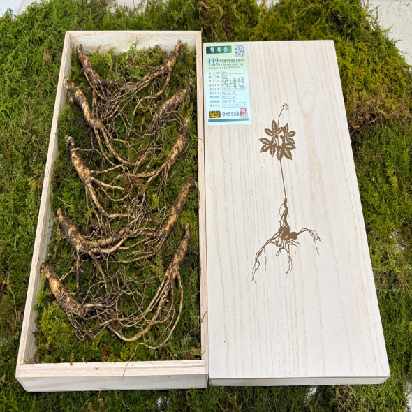[강원산약초]강원도 횡성 태기산 산양삼(7-8년/8-10년/12-15년/20년 이상)