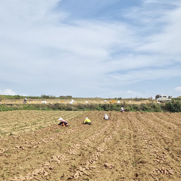 [자연속애] 안면도 호박고구마 3kg/5kg/7kg/10kg (특200-300g내)