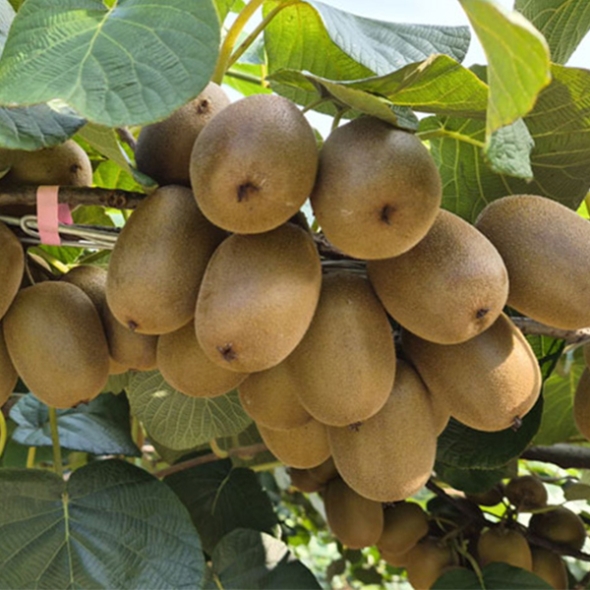 [보름데이] 키위최고 국내산 키위 골드키위 1kg 2kg