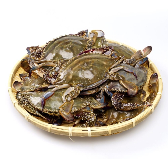  [산지직송] 국내산 활 숫꽃게 1kg (3~6미 내외)