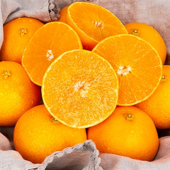 [보름데이] 제주산 레드향 당도가 높은 고급진 레드향 2.5kg/4.5kg