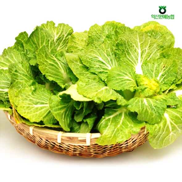 [농협] 한아름드린 제철미각 봄동 1.5kg/3kg