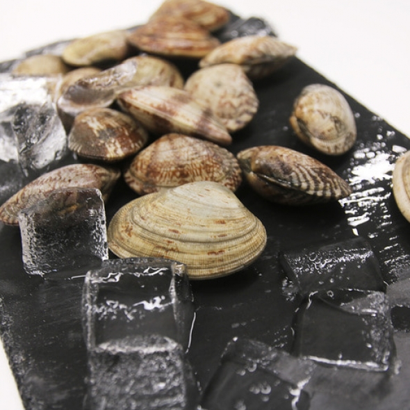 [신한카드 할인]국내산 당일조업 신선한 자연산 활바지락 800g 바지락살 200g 추천