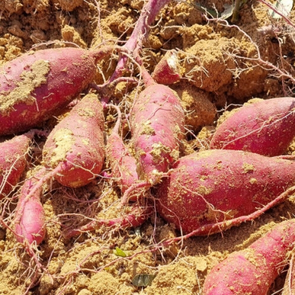 [해남 농장직송/첫수확] 오리지널 베니하루카 한입 꿀고구마 [2kg-5kg]