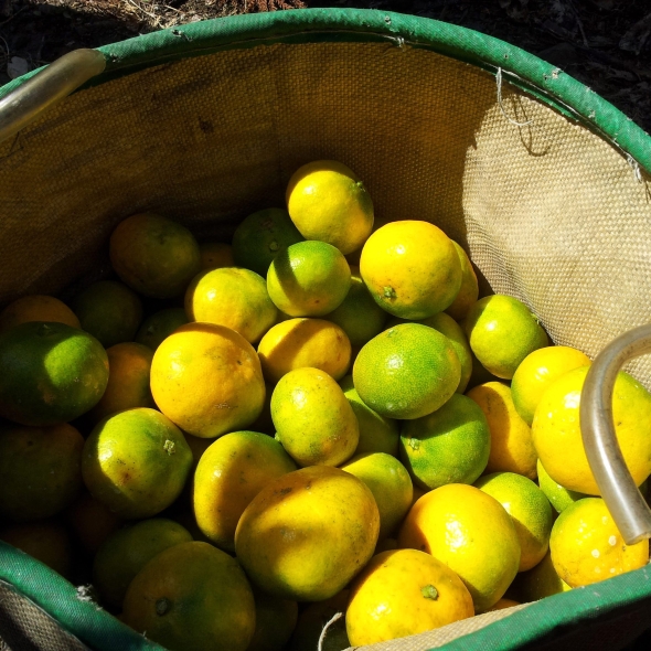 [만원의 행복]  새콤함으로  가득  찬  제주  노지 감귤 (3kg/5kg/10kg)