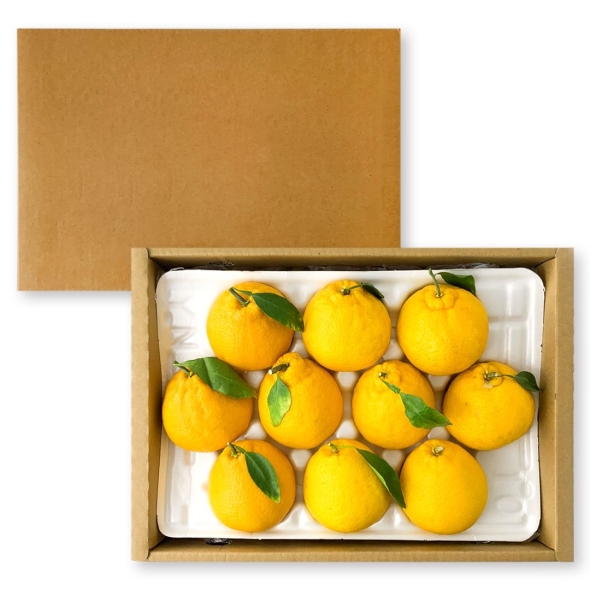 [특별할인] 새콤달콤 제주 만감류 레드향 천혜향 한라봉 프리미엄 선물세트