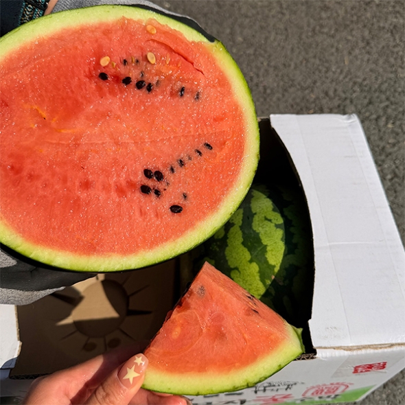 하우스 수박(푸)