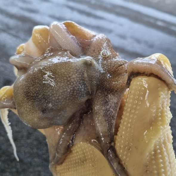 홍지수산 활쭈꾸미 500g  급냉쭈꾸미1kg