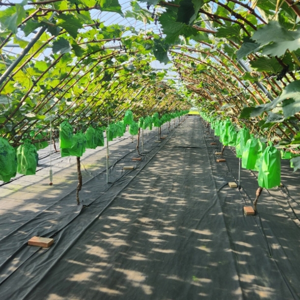 [과일예찬] 탐나는 김천 샤인머스캣세트 1.5kg(특2-3수)