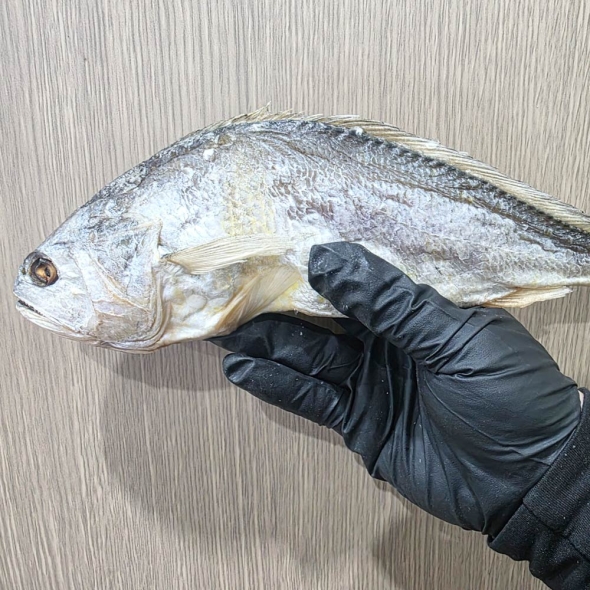 황금보리굴비 특대 (2미 한팩 / 손질 후 크기 30cm내외) / 완전건조 부세조기 / 전남목포직송