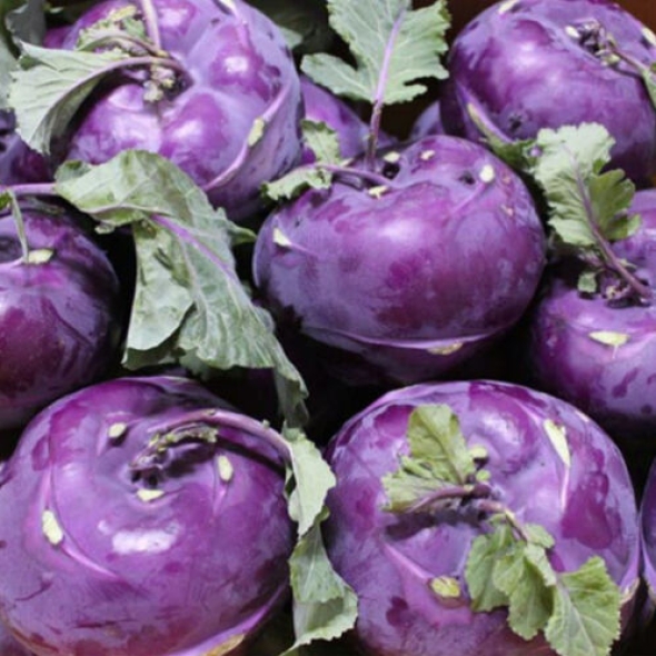 [제주 콜라비] 제철_아삭아삭 달콤한 콜라비 [2kg-4kg/특상]