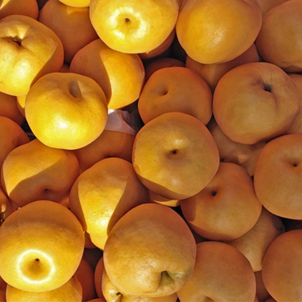 [보름데이] 햇배최고 신고배 가정용 못난이 달콤한 배 3kg 5kg