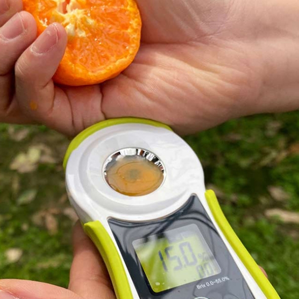 [오커늘푸] 찐한 카라향 제주 카라향 2kg 3kg 5kg