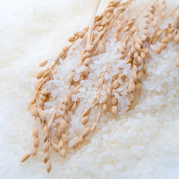 디자인농부 25년산 신동진 햅쌀  - 상등급 백미 10kg   