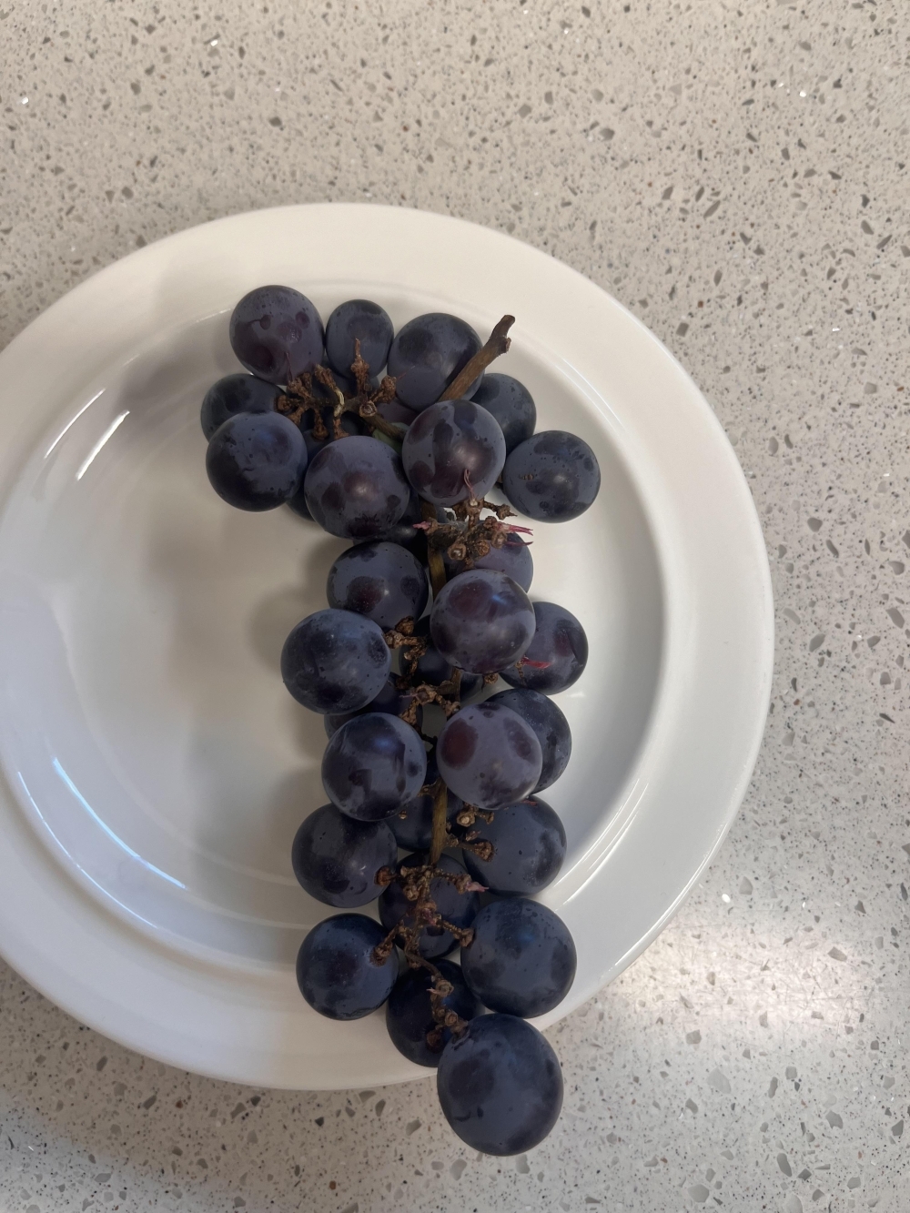 [건양농가] 하우스 캠벨 포도 500g / 1kg