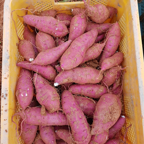 [오커캄스] 해남 고구마 베니하루카 꿀고구마