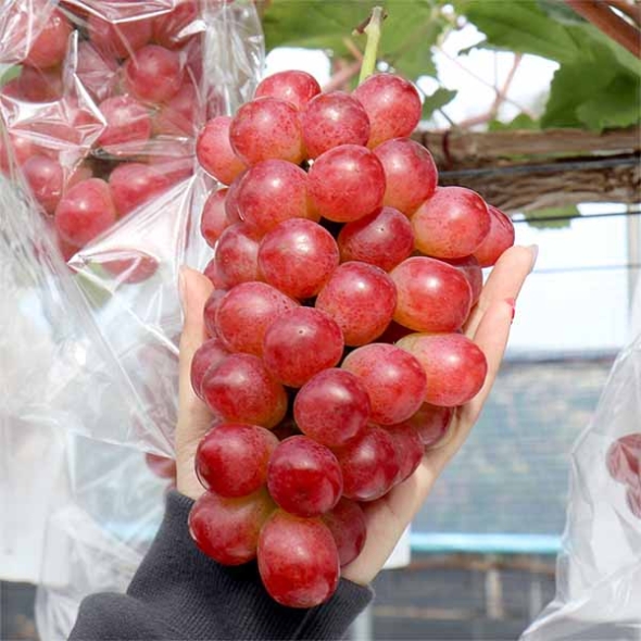 (최켓) 써니돌체 500g~2kg
