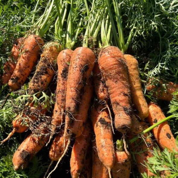 [농장직송] 제주 세척 구좌당근 [3kg-10kg/익일출고]