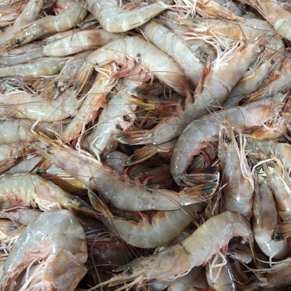 [자연산 대하] 서해안 자연산 대하 1kg [28미-30미]