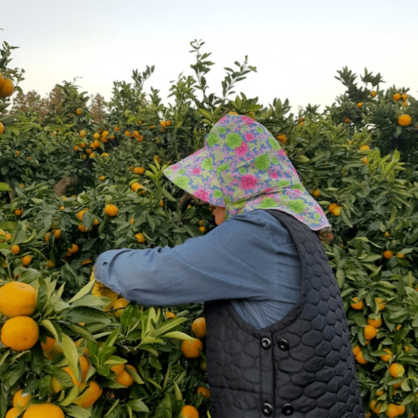 [주말특가] 고당도 타이벡  감귤(푸)