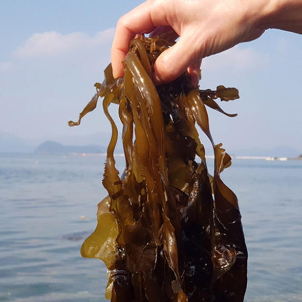 [주말특가] 꼬들 꼬들 완전  맛있는  생미역
