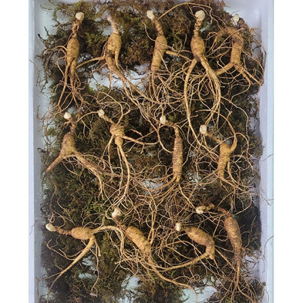 [보름데이] 이석철농가 11년근이상 산양 산삼 5뿌리