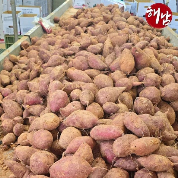 [1만원균일가][해남 황토_고구마] 베니하루카_꿀/호박 고구마_한입_2kg [세척/비세척]