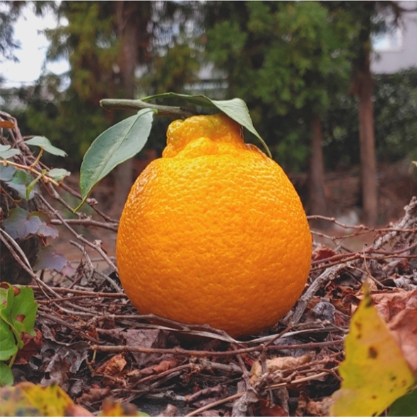 [오커마니] 제주 한라봉 봉봉 한라봉 2kg 3kg 5kg